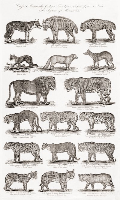 Different Types of Quadrupeds by Unbekannt Unbekannt